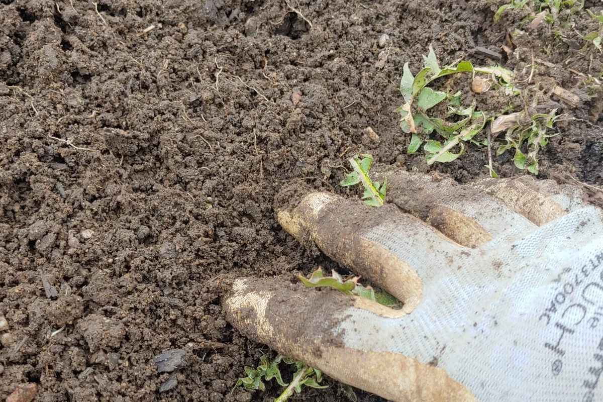 A Quick Guide to Testing the Nutrients in Your Garden Soil