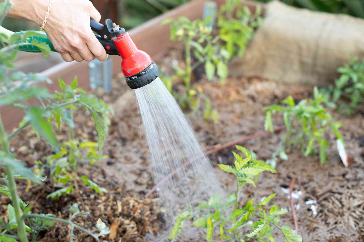 Keep Your Garden Thriving this Summer with These Watering Tips