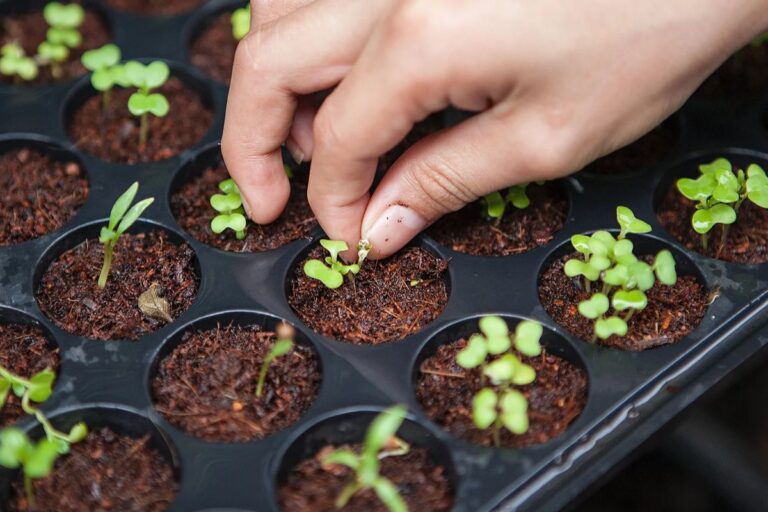 Learn to Grow Plants from Seed with These Easy-to-Follow Steps
